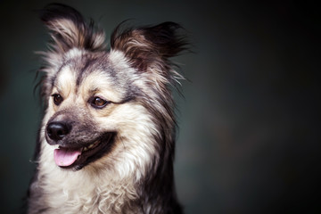 Studio portrait of a yard puppy. 