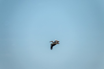 Pelecanus onocrotalus