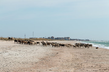 Herd of wild rams