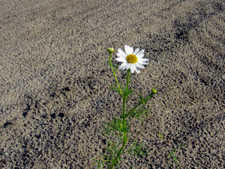 lonely chamomile on the road