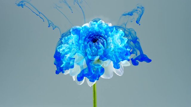 Colorful drops falling on a beautiful white flower