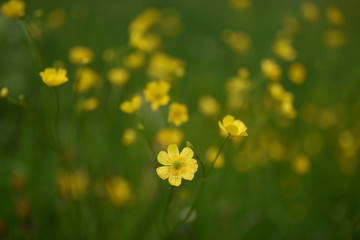 fiori di campo gialli 