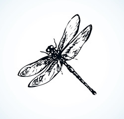 Dragonfly. Vector drawing