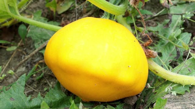 Pattypan squash bud on plant. Growing vegetables in the garden. (Cucurbita pepo)