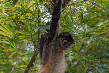 mono monkey hanging from tree