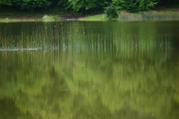 Obraz premium Amazing lake landscape with grasses in the water and forest, Tsover lake, Dsegh, Armenia