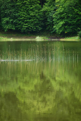 Amazing lake landscape with grasses in the water and forest, Tsover lake, Dsegh, Armenia