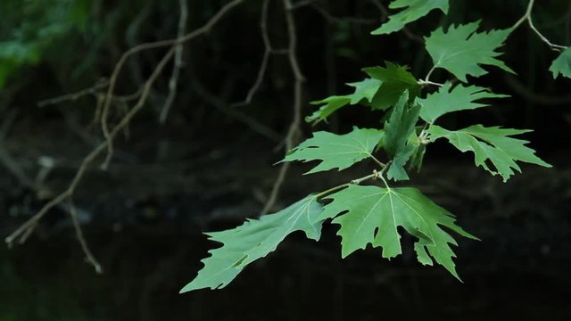 Plane Tree Leaves on a Water Stream Spring Creek in Plane Oak Forest