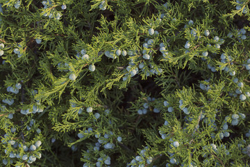 juniper