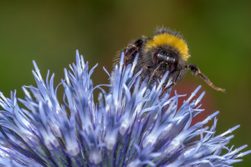 Hummel auf Kugeldistel / Bumblebee on globe thistle