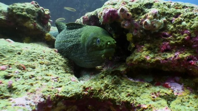 Moray eel underwater in ocean on Galapagos. Amazing life of tropical nature world. Scuba diving.