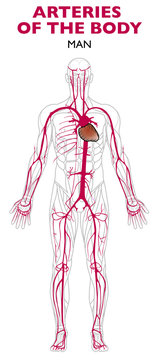 Arterie nel corpo umano, anatomia. Le arterie sono vasi sanguigni (arterie, arteriole e capillari arteriosi) che nascono dai ventricoli: portano il sangue ricco di ossigeno lontano dal cuore