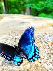 Broken Betterfly