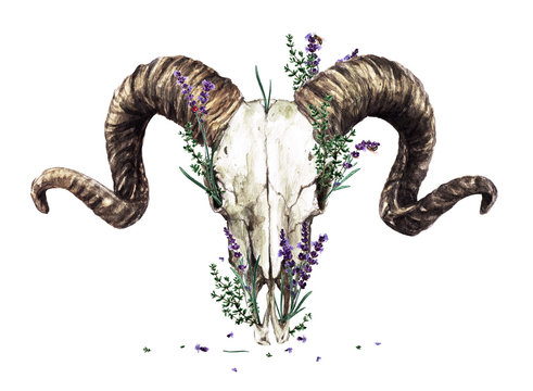 Animal Skull with Flowers. Watercolor Illustration.