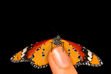 Beautiful butterfly on a woman hand isolated on a white background