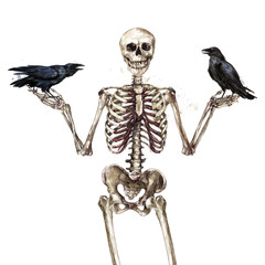 Human Skeleton. Watercolor Illustration.