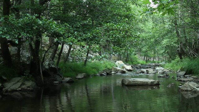 Water Stream Spring Creek in a Plane Oak Forest