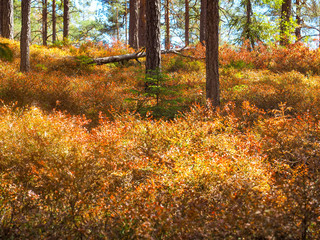 Fototapeta premium Dry blueberry plants in early august in Norway