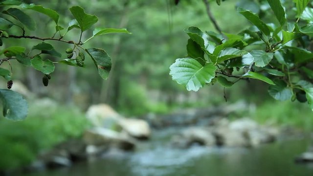 Water Stream Spring Creek in a Plane Oak Forest