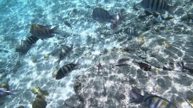 Life under water on Bonaire