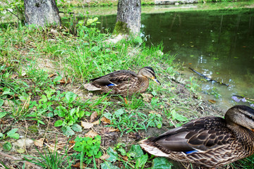 Fototapeta premium Young duck, pond