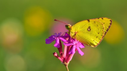 Colias hyale  365