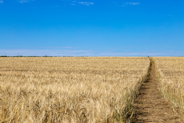 A pathway through a field of wheat that is ready for harvesting, in Sussex