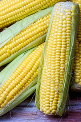 Ripe and sweet corn on a wooden background