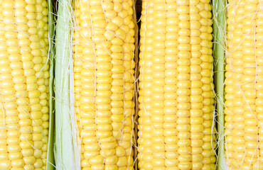 Ripe and sweet corn on a wooden background