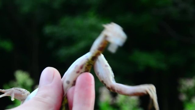 Marsh frog, Pelophylax ridibundus, frog on hand