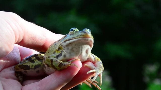 Marsh frog, Pelophylax ridibundus, frog on hand