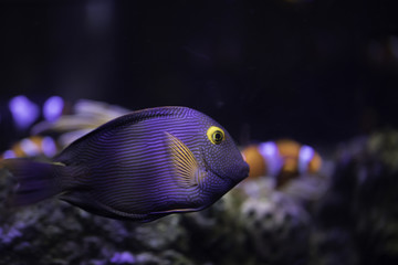 The Kole Tang, Spotted surgeonfish, Goldring surgeonfish or Yellow-eyed Tang, Ctenochaetus strigosus, 