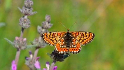 Obraz premium Euphydryas orientalis 362