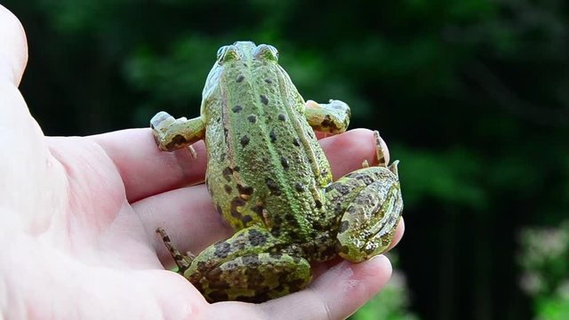 Marsh frog, Pelophylax ridibundus, frog on hand