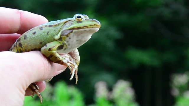 Marsh frog, Pelophylax ridibundus, frog on hand