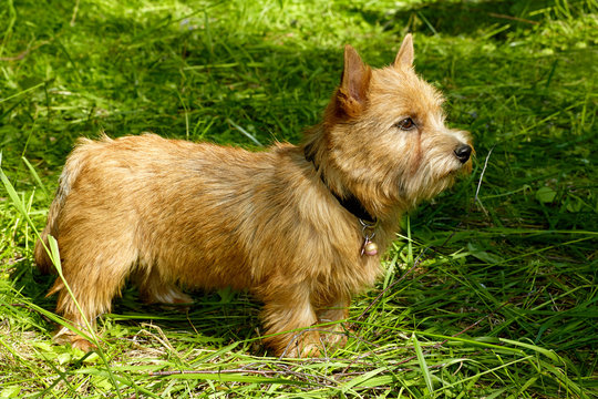 what is the difference between norwich and norfolk terriers