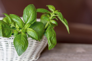 Organic basil herbs in the basket on the wooden table