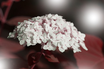 Blossoming white hydrangea in summer garden. Close-up.