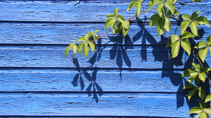 Texture. Blue Wooden Wall With Climber Green Leaves