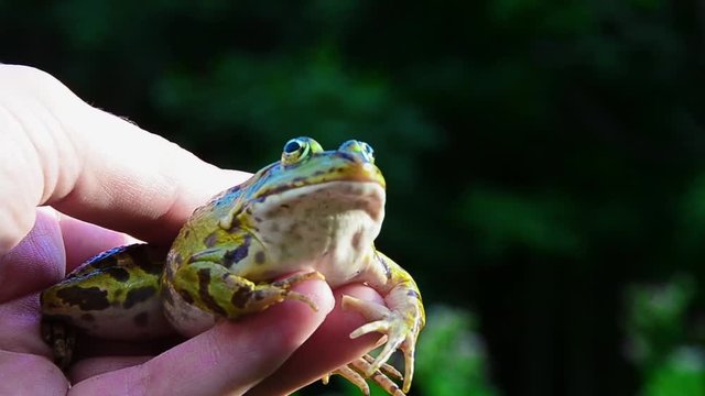Marsh frog, Pelophylax ridibundus, frog on hand