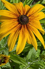 Rudbeckia or rudbekia fulgida, Goldstrum, yellow orange coneflower blooming in summertime, district Drujba, Sofia, Bulgaria  