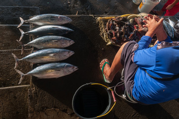 Tuna for sale in the early morning light in the Bitung Fish Market, Bitung, North Sulawesi,...