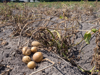 Trockenheit in Norddeutschland - kleine Kartoffeln