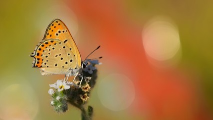 Lycaena thersamon  368