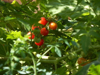 Tomate Cereja