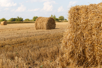 Fototapeta na wymiar Hay bale. Agriculture field with sky. Rural nature in the farmland. Straw on the meadow. Wheat yellow golden harvest in summer. Countryside natural landscape. Grain crop, harvesting