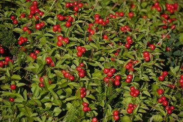 Cornus suecica - schwedischer Hartiegel, Skrubbær, Hühnerbeeren