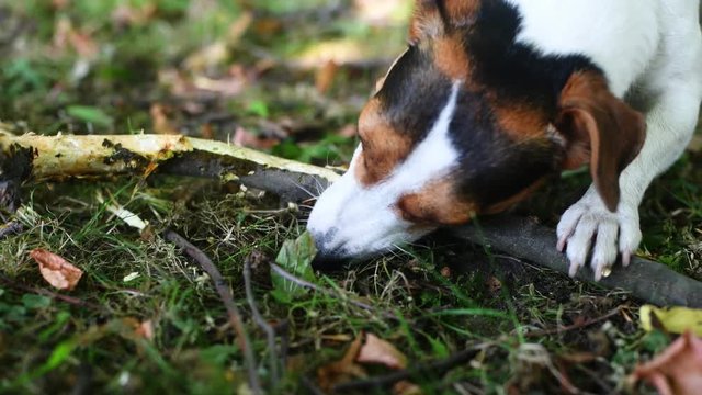 Jack Russell nibbles stick on the grass in the Park