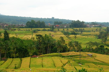 Obraz premium Jatiluwih rice terraces, the UNESCO nature heritage of Bali, Indonesia 