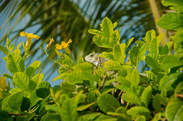Fototapeta na wymiar Aruba Green Iguana hiding in bushes with yellow flowers